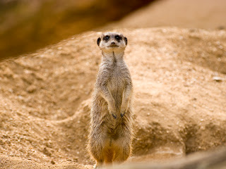 Meerkats Wallpapers