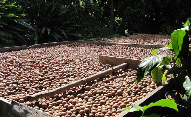 "Macadamia-Farming-in-Kenya. "Macadamia-nut-drying"