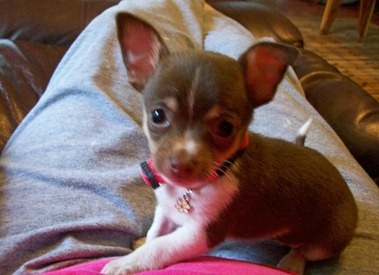 chica
