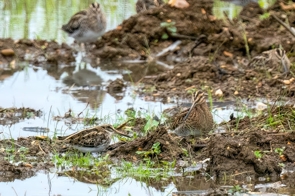 Jack snipe