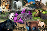 En esta semana, realizamos el collage, sobre los animales salvajes, .