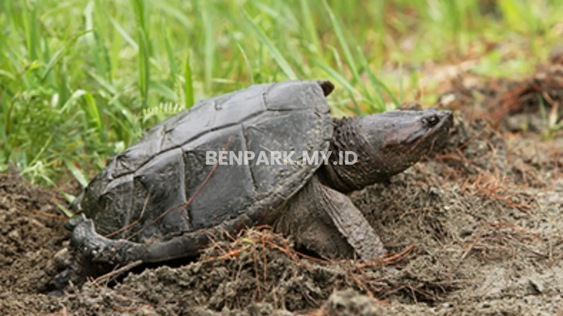 Common Snapping Turtle Sungai Indonesia