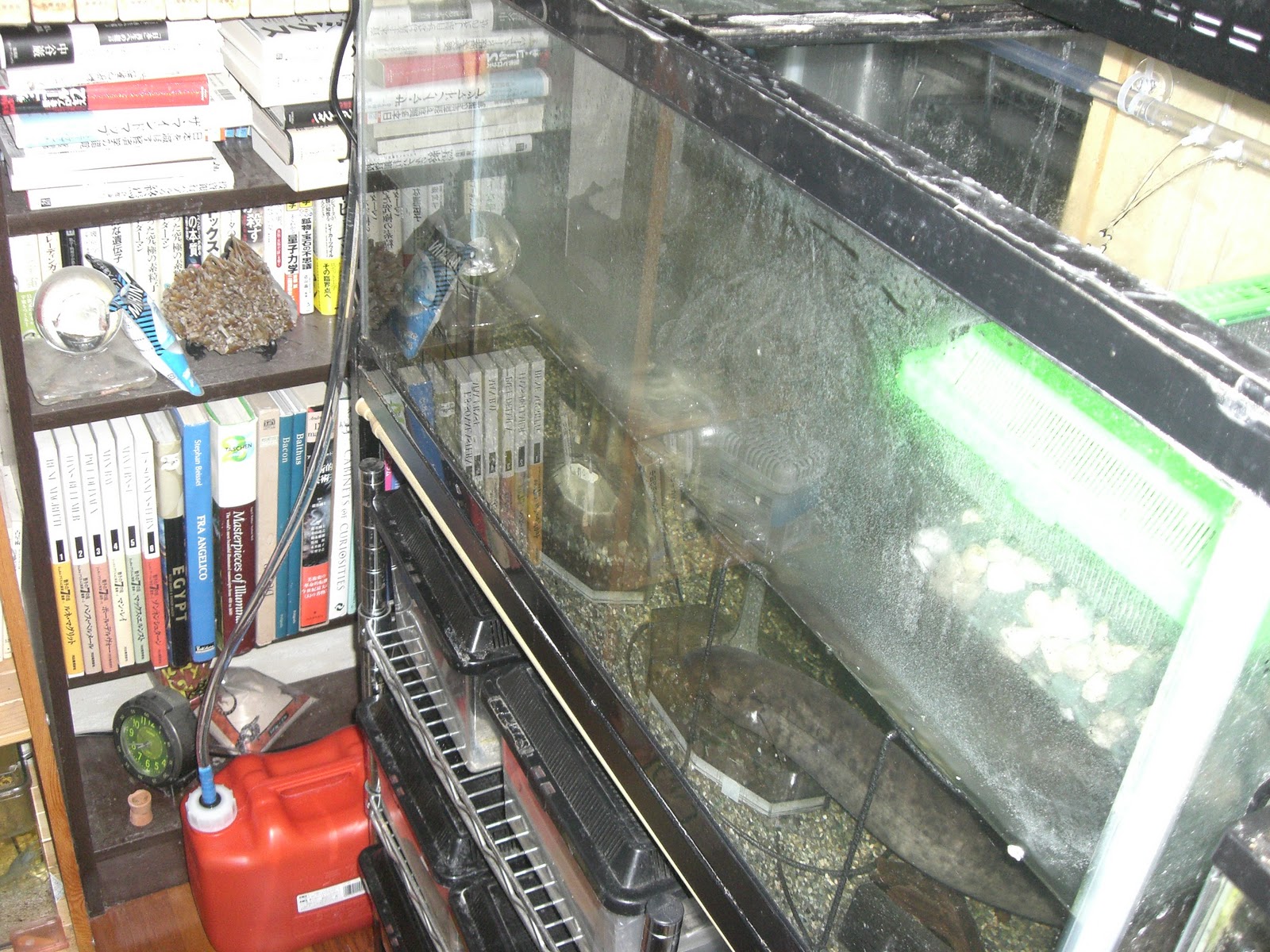 部屋と蛇様と私 自作外部ろ過 だけど貴方はもういない