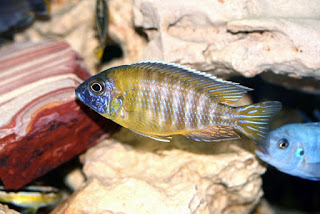 Ikan Aulonocara Rubescens