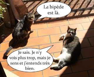 Deux chats qui font bronzette au soleil sur le balcon.