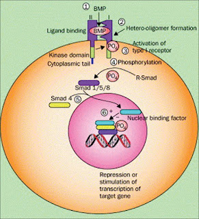 Bone Morphogenetic Protein Market