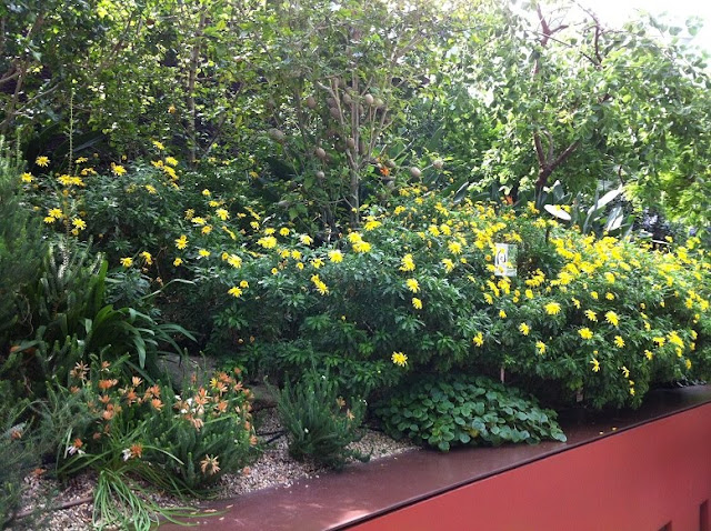 gardens by the bay flower dome south african garden