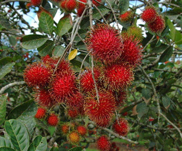 Hasil gambar untuk bunga rambutan