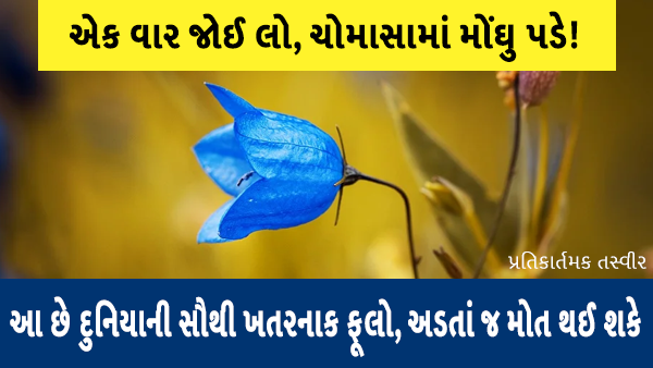 આ છે દુનિયાના સૌથી ખતરનાક ફૂલો અને છોડ જેને સ્પર્શતા જ માણસ મરી જાય છે!