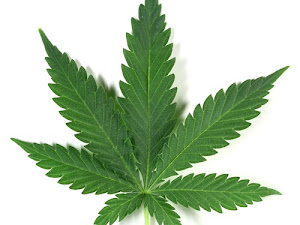 Cuanto Tarda en Germinar la Semilla de Marihuana