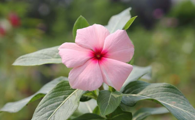 Vinca Flowers Pictures