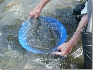 panning for gold