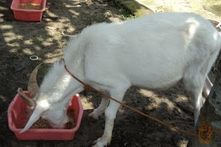 KARAKTERISTIK KAMBING SAANEN