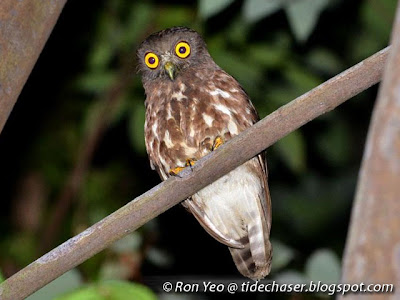 Brown Hawk Owl (Ninox scutulata)