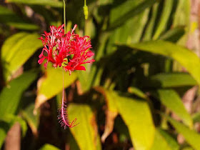 red, Japanese Lantern, flower