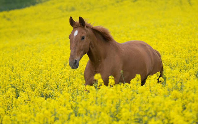 Brown Horse in Yellow Flowers Field HD Animal and Nature Wallpaper