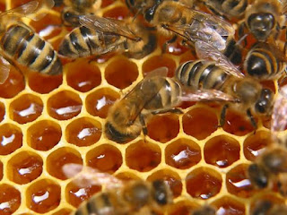 Пчеловоды Стамбула нашли сладкое место в бетонных джунглях
