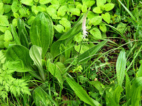 Hoary Plantain Plantago media.  Indre et Loire, France. Photographed by Susan Walter. Tour the Loire Valley with a classic car and a private guide.