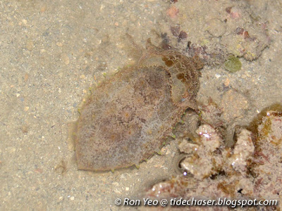 Cuttlefish (Sepia sp.)