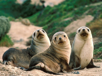 seals