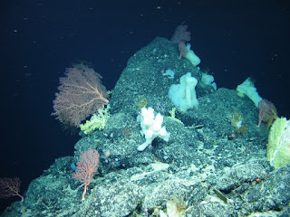 ROV, Deep Sea Sponges