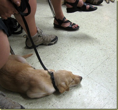 Vienna laying in a down at my feet in our meeting.