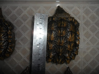 Jual  Alligator Snapping Turtle Jakarta,  Harga  Alligator Snapping Turtle Jakarta,  Toko  Alligator Snapping Turtle Jakarta,  Diskon  Alligator Snapping Turtle Jakarta,  Beli  Alligator Snapping Turtle Jakarta,  Review  Alligator Snapping Turtle Jakarta,  Promo  Alligator Snapping Turtle Jakarta,  Spesifikasi  Alligator Snapping Turtle Jakarta,   Alligator Snapping Turtle Jakarta Murah,   Alligator Snapping Turtle Jakarta Asli,   Alligator Snapping Turtle Jakarta Original,   Alligator Snapping Turtle Jakarta Jakarta,  Jenis  Alligator Snapping Turtle Jakarta,  Budidaya  Alligator Snapping Turtle Jakarta,  Peternak  Alligator Snapping Turtle Jakarta,  Cara Merawat  Alligator Snapping Turtle Jakarta,  Tips Merawat  Alligator Snapping Turtle Jakarta,  Bagaimana cara merawat  Alligator Snapping Turtle Jakarta,  Bagaimana mengobati  Alligator Snapping Turtle Jakarta,  Ciri-Ciri Hamil  Alligator Snapping Turtle Jakarta,  Kandang  Alligator Snapping Turtle Jakarta,  Ternak  Alligator Snapping Turtle Jakarta,  Makanan  Alligator Snapping Turtle Jakarta,   Alligator Snapping Turtle Jakarta Termahal,  Adopsi  Alligator Snapping Turtle Jakarta,  Jual Cepat  Alligator Snapping Turtle Jakarta,  Kreatif  Alligator Snapping Turtle Jakarta,  Desain  Alligator Snapping Turtle Jakarta,  Order  Alligator Snapping Turtle Jakarta,  Kado  Alligator Snapping Turtle Jakarta,  Cara Buat  Alligator Snapping Turtle Jakarta,  Pesan  Alligator Snapping Turtle Jakarta,  Wisuda  Alligator Snapping Turtle Jakarta,  Ultah  Alligator Snapping Turtle Jakarta,  Nikah  Alligator Snapping Turtle Jakarta,  Wedding  Alligator Snapping Turtle Jakarta,  Flanel  Alligator Snapping Turtle Jakarta,  Special  Alligator Snapping Turtle Jakarta,  Suprise  Alligator Snapping Turtle Jakarta,  Anniversary  Alligator Snapping Turtle Jakarta,  Moment  Alligator Snapping Turtle Jakarta,  Istimewa   Alligator Snapping Turtle Jakarta,  Kasih Sayang   Alligator Snapping Turtle Jakarta,  Valentine   Alligator Snapping Turtle Jakarta,  Tersayang  Alligator Snapping Turtle Jakarta,  Unik  Alligator Snapping Turtle Jakarta, 