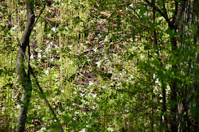 hillside trillium in May