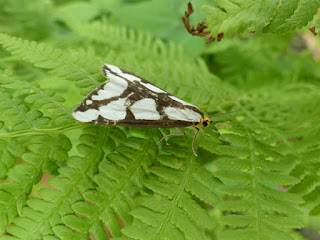 Haploa lecontei - Arctiide de Leconte - Haploa de Leconte