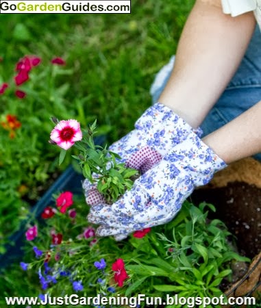 Gardener Holds Final Flower to Plant in Hanging Basket with Pink Flowers