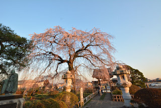 水戸市安国寺の桜