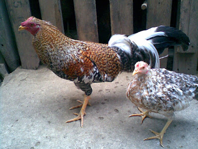 gallina jabada del criadero de los zorro y a su lado un gallo fino de color amarillo jabado