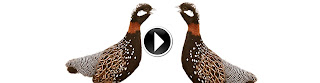 Black partridge bird video