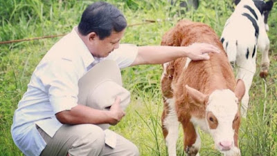 Elus Anak Sapi New Zealand, Inilah Cerita Dibalik Foto Tersebut!