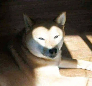 LOVE ON DOG'S FACE