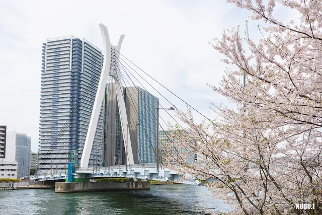 桜の花と中央大橋