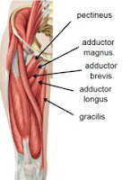 Adductor Muscles