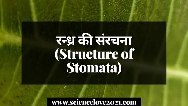 रन्ध्र की संरचना (Structure of Stomata)|hindi