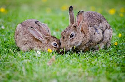 sebagian orang mengkonsumsi kelinci sebagian memelihara sebagai hiasan