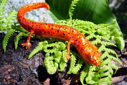 Salamander Facts