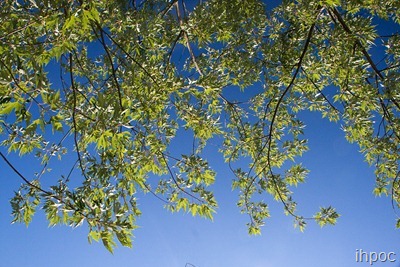 IMG_0908 copy
