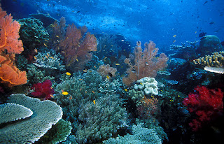 Largest coral reef