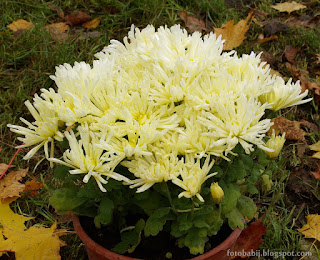 Chryzantema wielkokwiatowa Kodiak Yellow Chrysanthemum grandiflorum