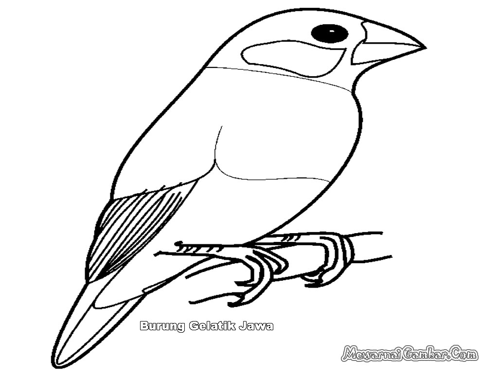 Gambar Kartun Burung Terbaru Wallpaper