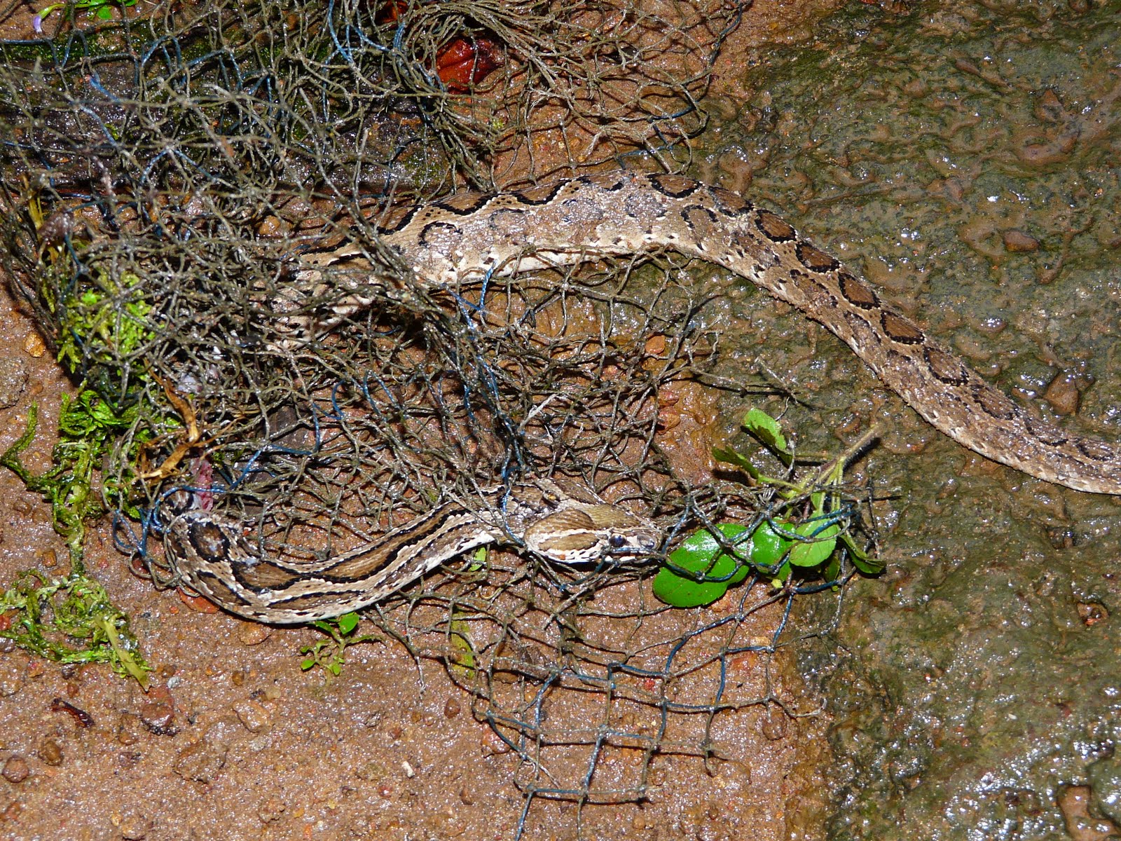 COCHIN NATURAL HISTORY SOCIETY: Russell's Viper