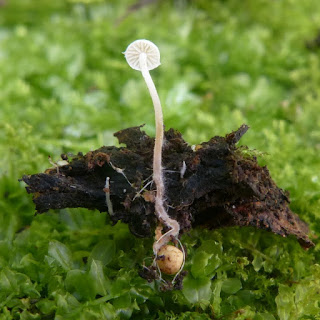 Collybie tubéreuse - Collybia tuberosa