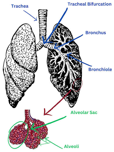 Respiratory Anatomy Labeled Picture