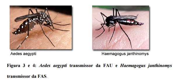 O mosquito é infectante durante toda sua vida e o vírus da Febre Amarela se transmite em suas gerações