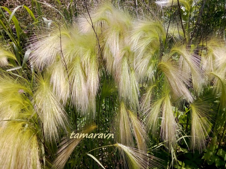 Ячмень гривастый (Hordeum jubatum)