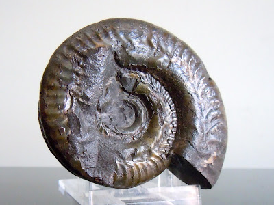 Fossil Ammonite: Hildoceras lusitanicum. 